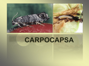 Carpocapsa del melo
