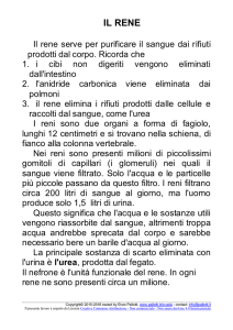 anatomia e fisiologia: riassunto sull`apparato renale