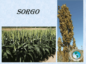 Sorghi da granella
