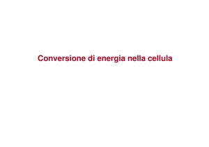 (Microsoft PowerPoint - Mitocondri e Respirazione Cellulare [modalit
