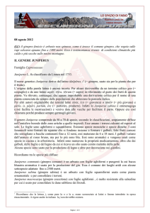 08 agosto 2012 (ff) il ginepro fenicio è arbusto