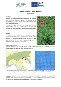 Paeonia officinalis