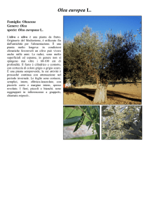 Olea europea L.