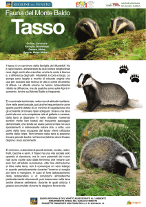 Il tasso è un carnivoro della famiglia dei Mustelidi
