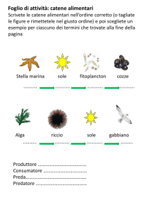 Foglio di attività: catene alimentari Scrivete le catene alimentari nell