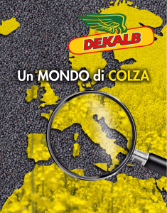 Un MONDO di COLZA