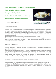 PESCE BALESTRA - Animali e Animali