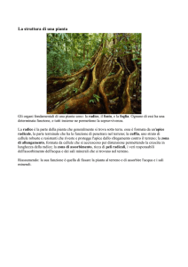 La struttura di una pianta