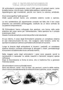 gli echinodermi