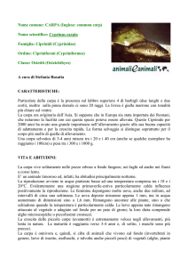 Nome comune: CARPA (Inglese: common carp)