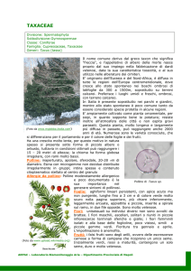 TAXACEAE Taxus
