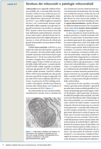 Struttura dei mitocondri e patologie mitocondriali