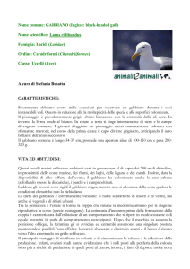 GABBIANO - Animali e Animali