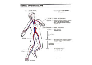 Apparato cardiocircolatorio