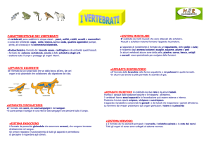 I VERTEBRATI