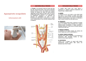 ANATOMIA DELLA TIROIDE - Dott. Pietro Princi Pietro Princi