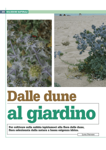 Per coltivare sulla sabbia ispiriamoci alla flora delle dune, flora