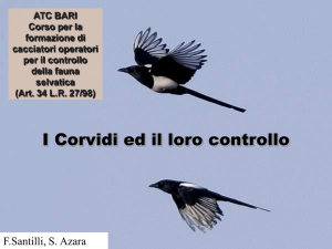 I Corvidi presenti in Italia