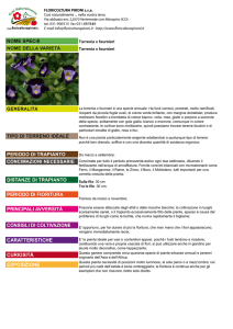 Torrenia x fournieri Torrenia x fournieri