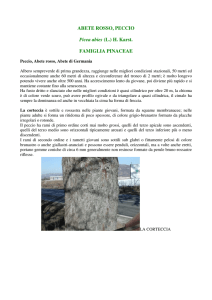 ABETE ROSSO, PECCIO Picea abies (L.) H. Karst. FAMIGLIA
