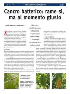 Cancro batterico: rame sì, ma al momento giusto Xanthomonas