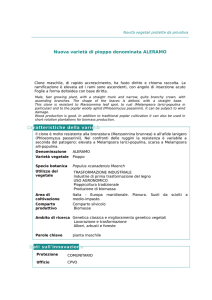 Nuova varietà di pioppo denominata ALERAMO