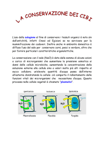 L`uso della salagione al fine di conservare i tessuti organici è noto