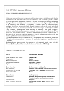 Scheda mais ottofile accessione di pollenza
