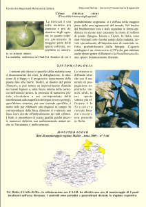 Citrus tristezza virus