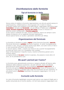 Disinfestazione dalle formiche