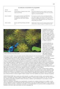 le specie coltivate in acquario