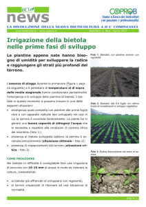 Irrigazione della bietola nelle prime fasi di sviluppo