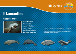 Il Lamantino - Press Tours