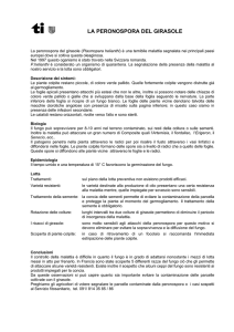 LA PERONOSPORA DEL GIRASOLE
