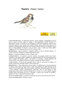 Passero (Passer italiae)