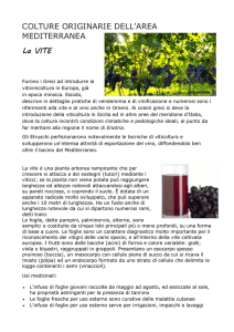 2AS La vite - Via Asmara 28