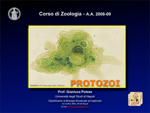 Presentazione di PowerPoint