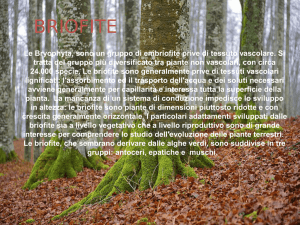 BRIOFITE (Simo Gio Jaco)