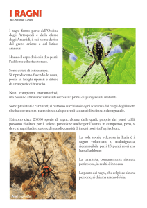 Ragni - DigiScuola