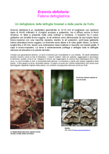 Erannis defoliaria: Falena defogliatrice