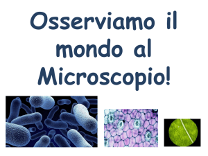 Diapositiva 1 -