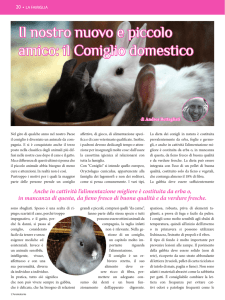 Il nostro nuovo e piccolo amico: il Coniglio domestico
