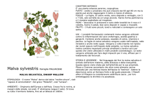 Malva sylvestris Famiglia MALVACEAE MALVA SELVATICA