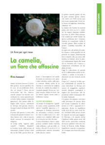 La camelia,