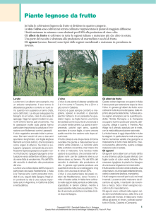 Piante legnose da frutto - Zanichelli online per la scuola