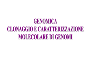 Vettori cosmidici