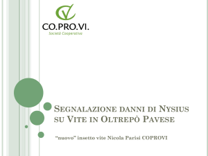 Nysius cymoides