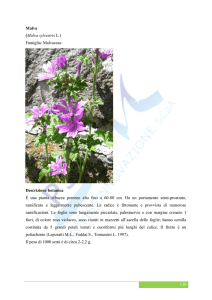 Malva