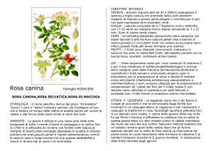 Rosa canina