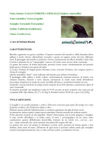Nome comune: GALLO CEDRONE o UROGALLO (Inglese